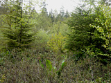 Beaver Lake