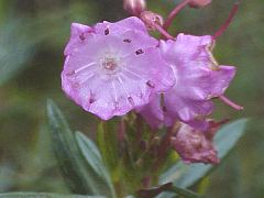 Swamp Laurel
