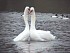   5    Mute Swan