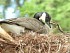 &nbsp;&nbsp;1&nbsp;&nbsp;  Canada Goose