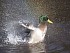 11&nbsp;&nbsp;  Mallard