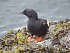24&nbsp;&nbsp;  Pigeon Guillemot