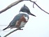   4    Belted Kingfisher
