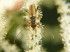 19&nbsp;&nbsp;  Beetle Pollinator