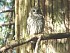 17    Barred Owl
