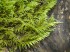 30&nbsp;&nbsp;  A Feather Moss