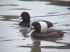   3    Greater Scaup