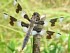 21    Eight-spotted Skimmer