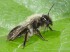 18    Leaf-cutter Bee