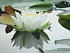 19    White Pond Lily