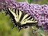   4    Swallowtail Butterfly