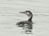 16    Red-throated Loon Adult