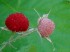 14    Thimbleberry Fruit