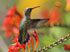 29    Rufous Hummingbird