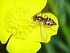   1    Syrphid