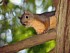 14    Douglas Squirrel