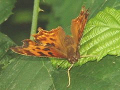 Polygonia satyrus front view