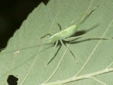 Katydids or Long-horned Grasshoppers