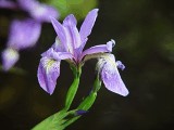 Iris tenax flower