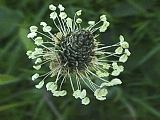 Plantago lanceolata flower