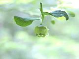 Vaccinium parvifolium flower